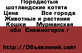 Породистые шотландские котята. › Цена ­ 5 000 - Все города Животные и растения » Кошки   . Мурманская обл.,Снежногорск г.